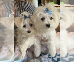 Maltese Puppy for sale in NICHOLASVILLE, KY, USA