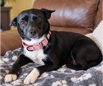Cutie Pie - Female Chihuahua-Feist Terrier Mix Dog for Adoption - Small photo
