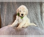 Small Photo #19 Poodle (Standard) Puppy For Sale in LAKELAND, FL, USA