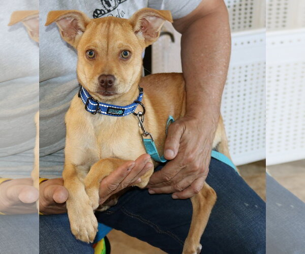 Medium Photo #1 Chug Puppy For Sale in Bandera, TX, USA