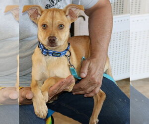 Chug Dogs for adoption in Bandera, TX, USA