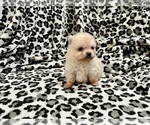 Small Photo #16 Pomeranian Puppy For Sale in HAYWARD, CA, USA