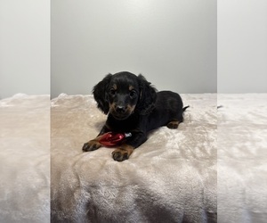 Dachshund Puppy for sale in INDIANAPOLIS, IN, USA