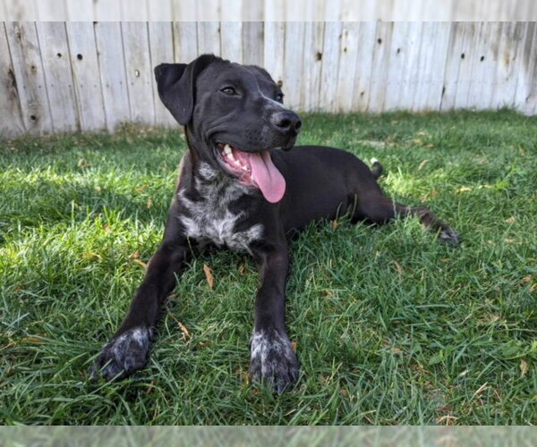 Medium Photo #15 Boxer-Pointer Mix Puppy For Sale in Sandy, UT, USA