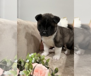 Akita Puppy for Sale in SOMERSET, New Jersey USA