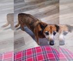 Small Photo #1 Pembroke Welsh Corgi-Unknown Mix Puppy For Sale in Portland, IN, USA