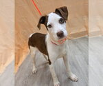 Small #1 Beagle-Irish Terrier Mix