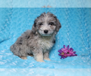 Aussie-Poo Puppy for sale in SHILOH, OH, USA