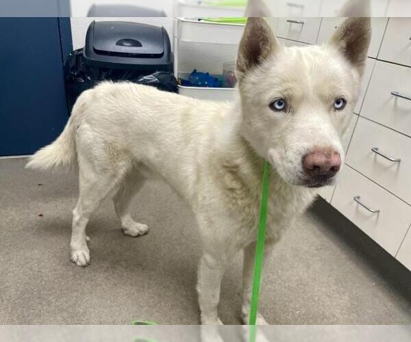 Medium Photo #1 Gerberian Shepsky Puppy For Sale in HESPERIA, CA, USA