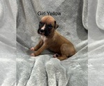 Puppy Puppy 8 Boxer