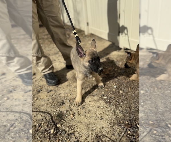 Medium Photo #13 German Malinois Puppy For Sale in FREDERICKSBURG, VA, USA