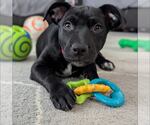 Small Labrador Retriever Mix