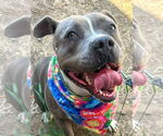 Small #16 American Staffordshire Terrier Mix