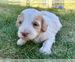 Small #1 Bernedoodle (Miniature)