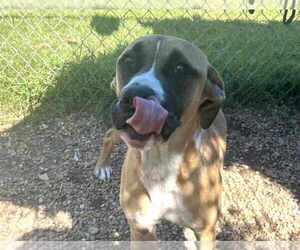 Black Mouth Cur-Boxer Mix Dogs for adoption in Anniston, AL, USA