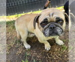 *LUCY - Female Pug Dog for Adoption - Small photo