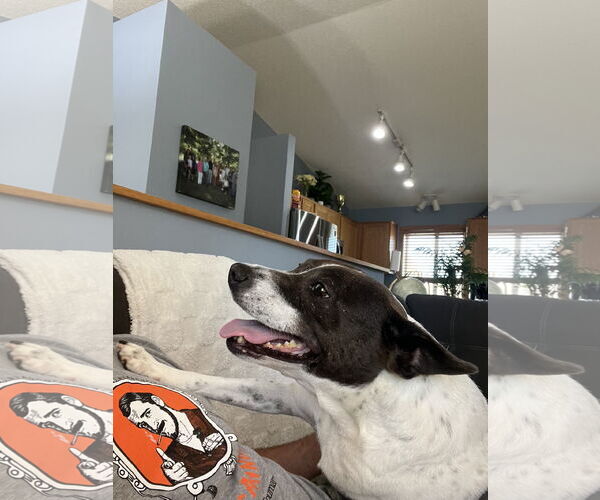 Medium Photo #4 Mutt Puppy For Sale in Duluth, MN, USA