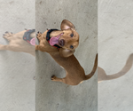 Small Photo #1 Dachshund Puppy For Sale in HOUSTON, TX, USA