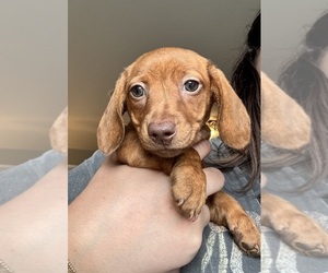 Dachshund Puppy for sale in MCCLEARY, WA, USA