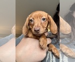 Small Dachshund