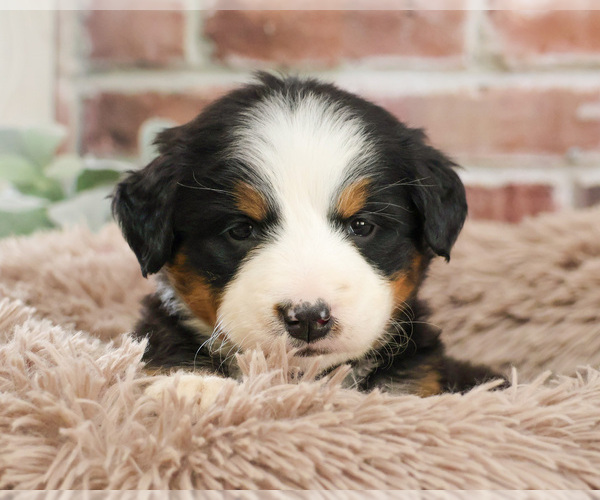 Medium Photo #4 Bernese Mountain Dog Puppy For Sale in SYRACUSE, IN, USA