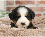 Small #3 Bernese Mountain Dog