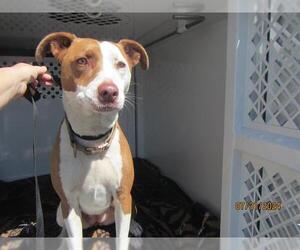 American Pit Bull Terrier-Unknown Mix Dogs for adoption in Santa Rosa, CA, USA