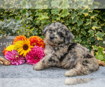 Puppy Bridget Poodle (Miniature)