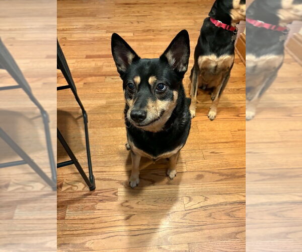 Medium Photo #2 Mutt Puppy For Sale in Springdale, PA, USA