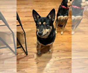 Hazel - Female Mutt Dog for Adoption - Photo #2
