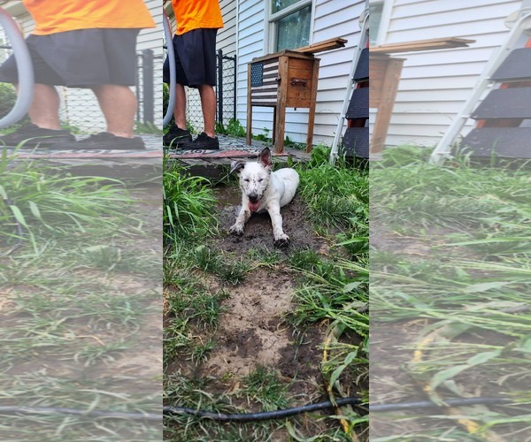 Medium Photo #4 Border Collie-Unknown Mix Puppy For Sale in Hinckley, IL, USA