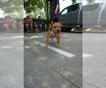 Small #1 Boxer Mix