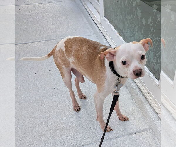Medium Photo #8 Chihuahua-Unknown Mix Puppy For Sale in Sanford, FL, USA