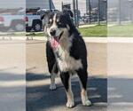 Small Australian Shepherd