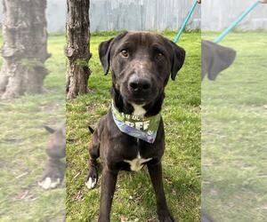 Labrador Retriever-Unknown Mix Dogs for adoption in Kansas City, MO, USA