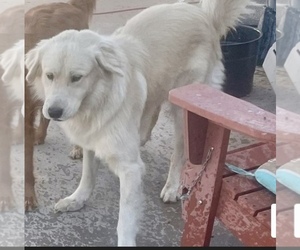 Father of the English Cream Golden Retriever puppies born on 06/03/2025