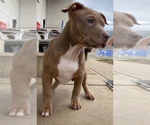 American Bully Puppy for sale in WALKERSVILLE, MD, USA