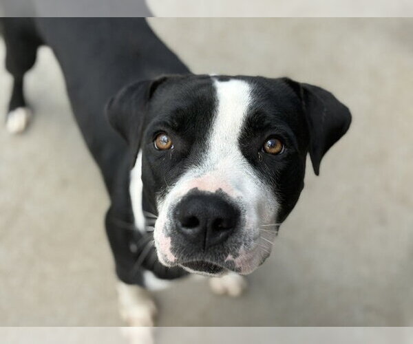 Medium Photo #1 Mutt Puppy For Sale in Tulsa, OK, USA