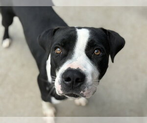 Mutt Dogs for adoption in Tulsa, OK, USA