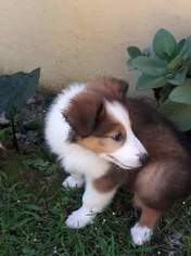 Border Collie Puppy for sale in Gatineau, Quebec, Canada