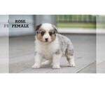 Small #5 Aussie-Corgi