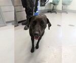 Small Labrador Retriever