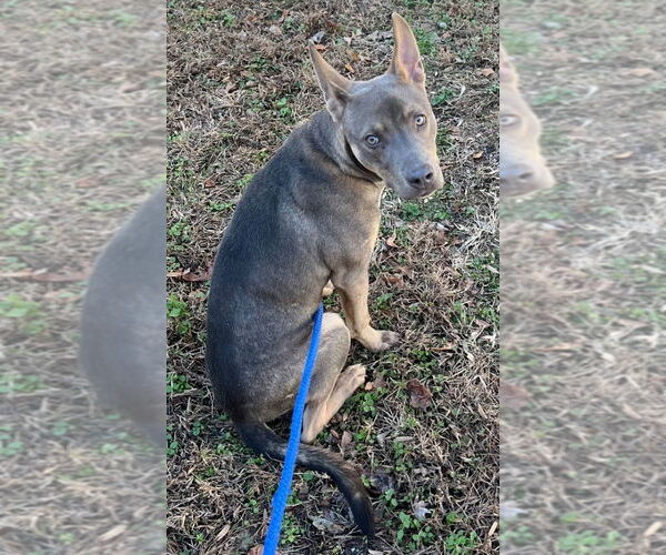 Medium Photo #2 Mutt Puppy For Sale in Tarboro, NC, USA