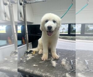 Great Pyrenees-Samoyed Mix Dogs for adoption in Pacifica, CA, USA