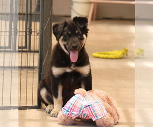 German Shepherd Dog-Unknown Mix Dogs for adoption in San Diego, CA, USA