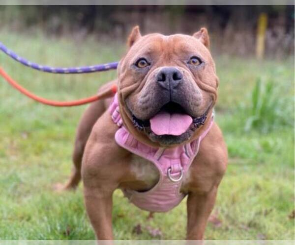 Medium Photo #2 Bulldog-Unknown Mix Puppy For Sale in Martinez, CA, USA