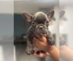 Small Photo #9 French Bulldog Puppy For Sale in SPRING HILL, FL, USA