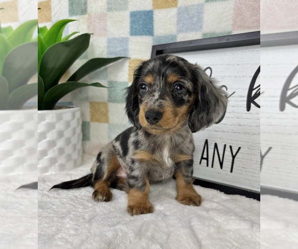 Medium Photo #6 Dachshund Puppy For Sale in FRANKLIN, IN, USA
