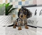 Small #5 Dachshund