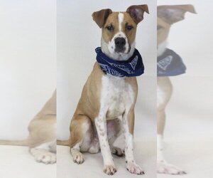 Boxer-Retriever  Mix Dogs for adoption in Newfoundland, PA, USA